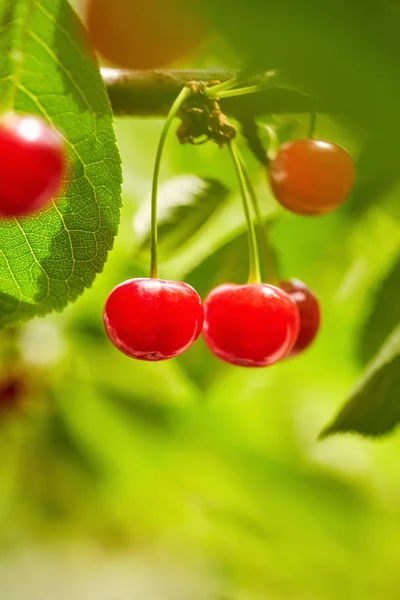 Wiśniowo-czerwone jagody na gałęzi drzewa — Zdjęcie stockowe