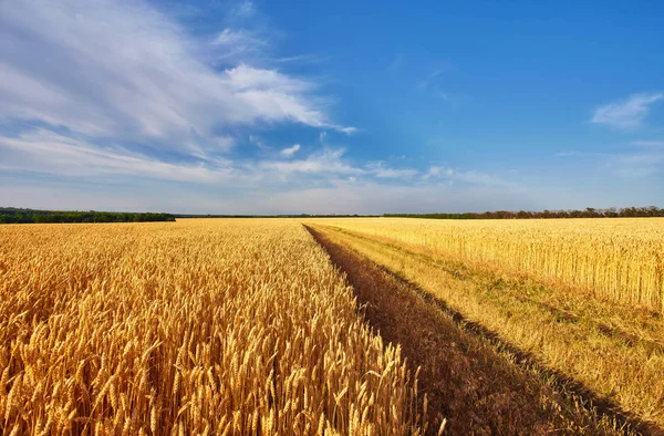 Weg van het platteland door velden met tarwe — Stockfoto