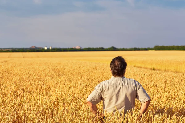 Farmer walking through a golden wheat field — Stock Photo, Image