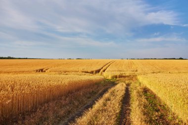 kırsal yol ile buğday ile alanlar