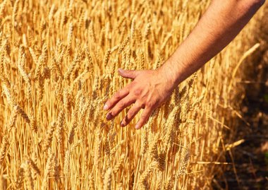 Çiftçi el buğdayı. Zengin hasat kavramı. Günbatımı arkaplanı.