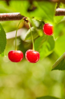 Ağaç dalında kiraz kırmızısı meyveler