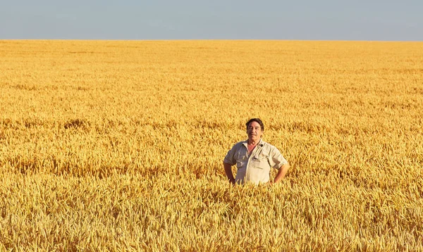 Farmer walking through a golden wheat field — Stock Photo, Image
