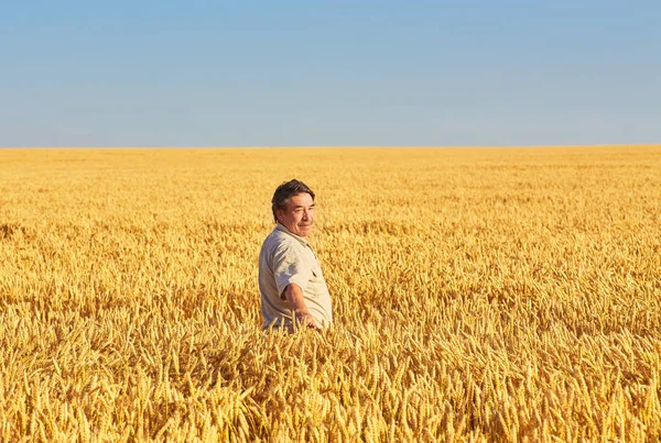 Farmář procházky zlaté obilné pole — Stock fotografie