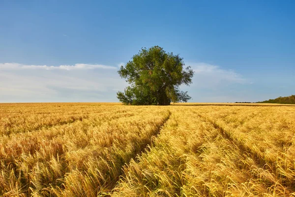 Gouden tarwe vangbal panorama met boom bij zonsondergang — Stockfoto