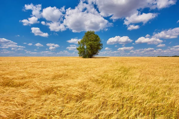 Gold Weizen flog Panorama mit Baum bei Sonnenuntergang — Stockfoto