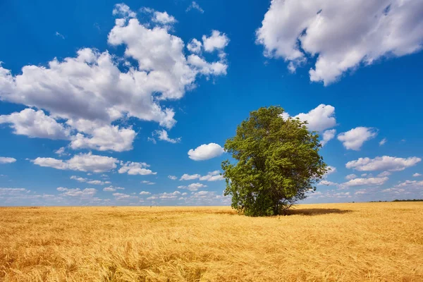 Oro Trigo voló panorama con árbol al atardecer — Foto de Stock