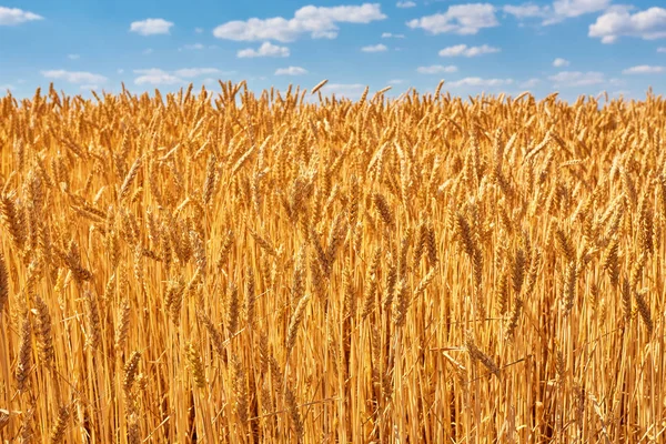 Goldene Ähren auf dem Feld. — Stockfoto