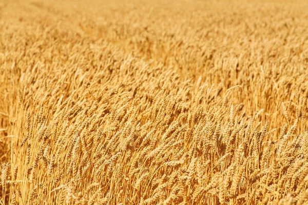 Orelhas douradas de trigo no campo. — Fotografia de Stock