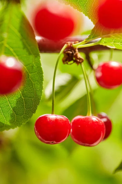 Czerwone jagody sweet Cherry na oddział — Zdjęcie stockowe