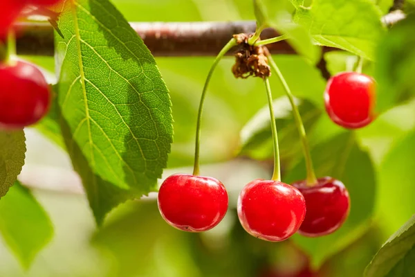 Bacche rosse di una dolce ciliegia su un ramo — Foto Stock