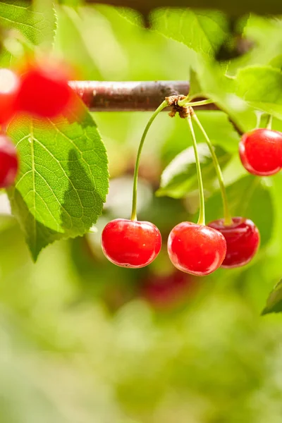 Bagas vermelhas de uma cereja doce em um ramo — Fotografia de Stock