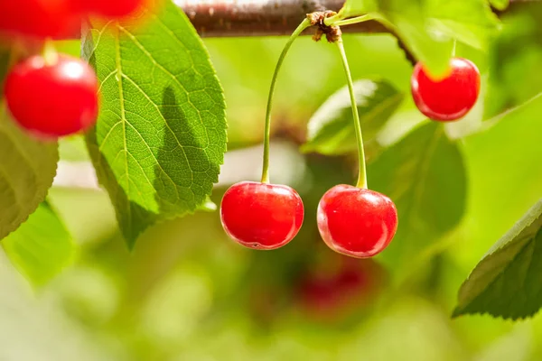 Bacche rosse di una dolce ciliegia su un ramo — Foto Stock