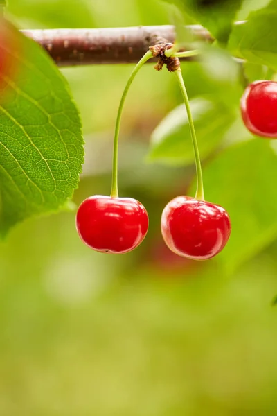 Bacche rosse di una dolce ciliegia su un ramo — Foto Stock