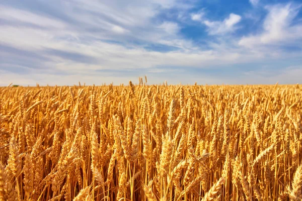 Campo di grano dorato e cielo blu. Ucraina, Europa . — Foto Stock