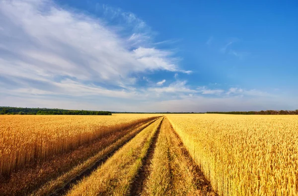 Landscape with tractor road in wheat field — Stock Photo, Image