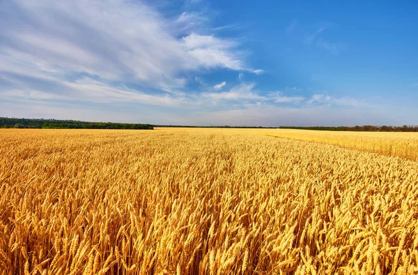 Champ de blé d'or et ciel bleu. Ukraine, Europe . — Photo