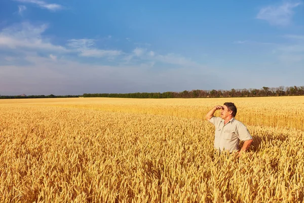 Farmer walking through a golden wheat field — Stock Photo, Image