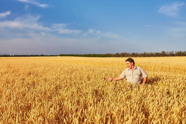 黄金の小麦畑を歩いて農家 — ストック写真