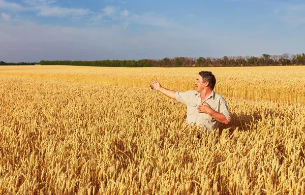 Farmer walking through a golden wheat field — Stock Photo, Image