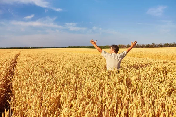 Bauer geht durch ein goldenes Weizenfeld — Stockfoto