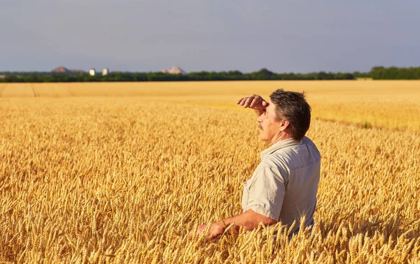 Gårdbruker som går på en gyllen hveteåker – stockfoto