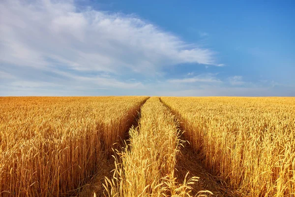 Gouden tarweveld en blauwe lucht. Oekraïne, Europa. — Stockfoto