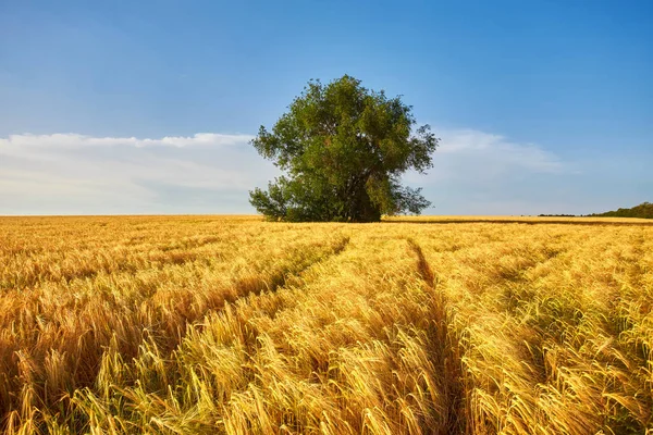 Złote pole pszenicy i błękitne niebo. Ukraina, Europa. — Zdjęcie stockowe