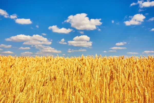 Goldene Ähren auf dem Feld. — Stockfoto