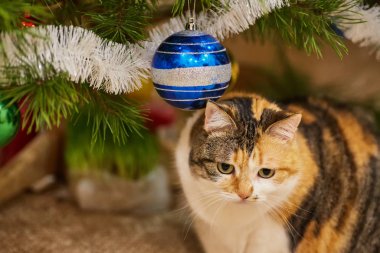 Noel süslerinin yanındaki ağaçta oturup çelenge bakan sevimli bir kedi..