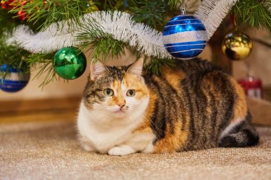 Noel süslerinin yanındaki ağaçta oturup çelenge bakan sevimli bir kedi..