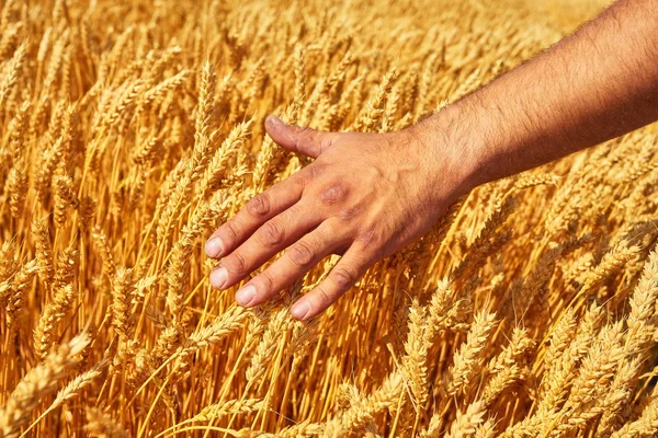 Farmer hand wheat. the concept of a rich harvest. With sunset background. — Stock Photo, Image