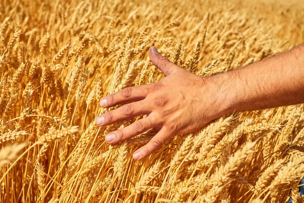 Farmer hand wheat. the concept of a rich harvest. With sunset background. — Stock Photo, Image