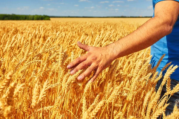 Farmer hand wheat. the concept of a rich harvest. With sunset background. — Stock Photo, Image