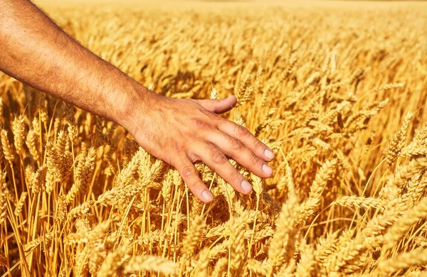 Farmer hand wheat. the concept of a rich harvest. With sunset background. — Stock Photo, Image