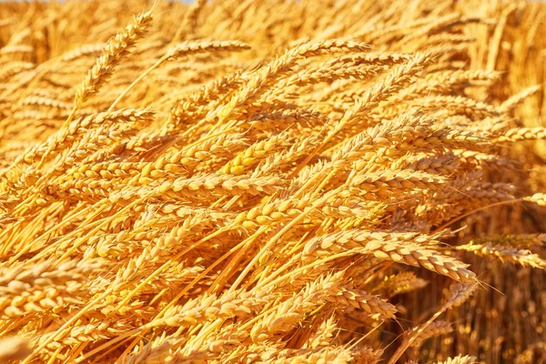 Orelhas douradas de trigo no campo. — Fotografia de Stock