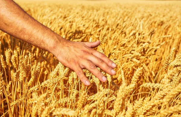 Farmer hand wheat. the concept of a rich harvest. With sunset background. Stock Image