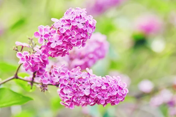 Jarní květiny - kvetoucí fialovými květy — Stock fotografie