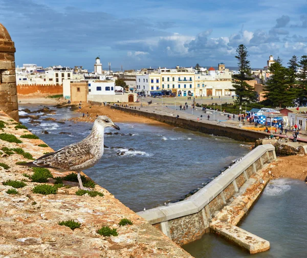 Γλάρος Φυλάει Φρούριο Της Εσαουίρα Στο Μαρόκο Essaouira Είναι Μια — Φωτογραφία Αρχείου