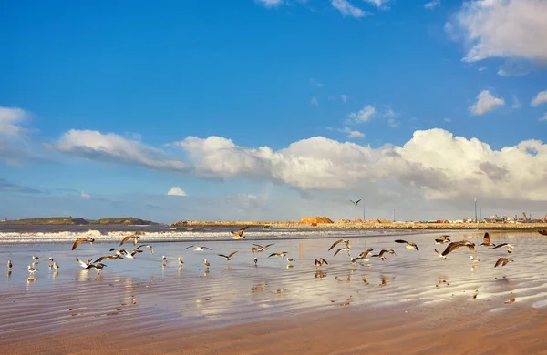 Schöner Sonnenuntergang Strand Mit Wasserspiegelungen Möwen Sand Und Windmühlen Hintergrund — Stockfoto