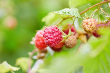 Çalılıklarda taze kırmızı ve yeşil ahududular