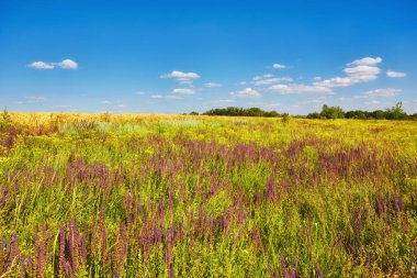 Gün batımında güzel pembe ve kırmızı kozmos çiçek tarlasının manzara arka planı