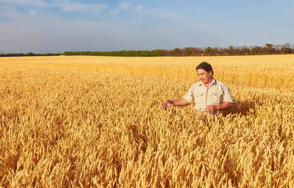 Farmář Pšeničné Pole Zadíval Plodiny — Stock fotografie