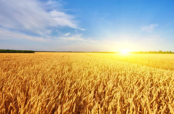 青空と雲の下の黄金の小麦のフィールド — ストック写真