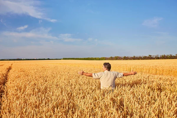 農夫は小麦畑に立って 作物を見て — ストック写真