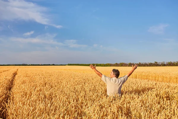 Rolnik Stojący Polu Pszenicy Patrząc Uprawy — Zdjęcie stockowe
