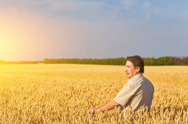 Boer Permanent Een Tarweveld Kijken Naar Het Gewas — Stockfoto