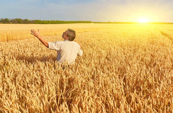 Bauer Steht Auf Einem Weizenfeld Und Betrachtet Die Ernte — Stockfoto