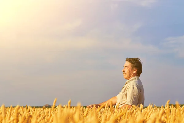 Spokojenej Zralej Farmář Pečlivě Dotýká Zralýho Pšeničnýho Pole Před Sklizní — Stock fotografie