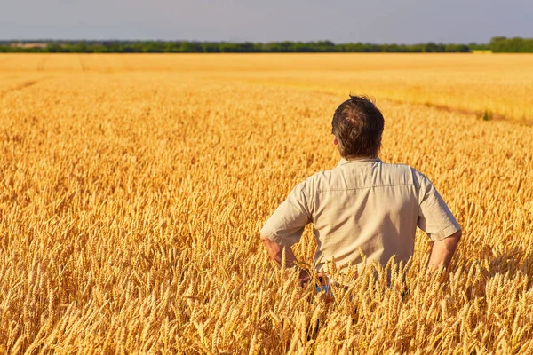 Satisfied Mature Farmer Touching Care His Ripe Wheat Field Harvest — Stock Photo, Image